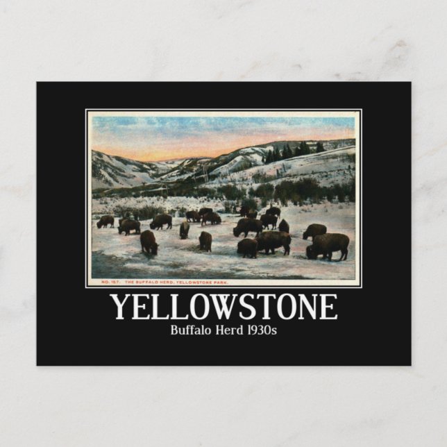 Carte Postale Parc national de Yellowstone, troupeau de Buffalo, (Devant)