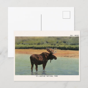 Carte Postale Parc national de Yellowstone Wyoming BULL MOOSE