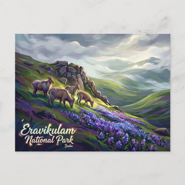 Carte Postale Parc national d'Eravikulam Inde (Devant)