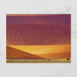 Carte Postale Parc national des dunes de sable Namib-Naukluft Na