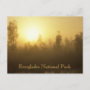 Carte Postale Parc national des Everglades