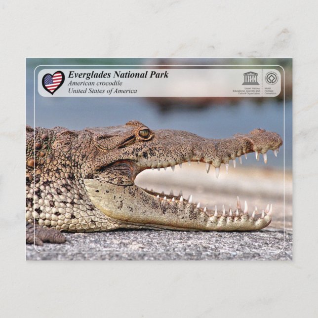Carte Postale Parc national des Everglades - Crocodile américain (Devant)