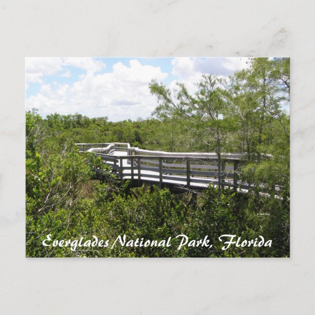 Carte Postale Parc national des Everglades, Floride (Devant)
