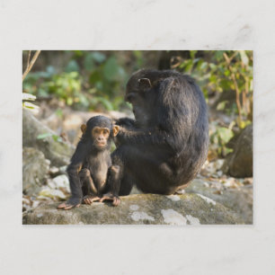 Carte Postale Parc national des monts Mahale, Tanzanie