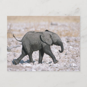 Carte Postale Parc national d'Etosha, Namibie