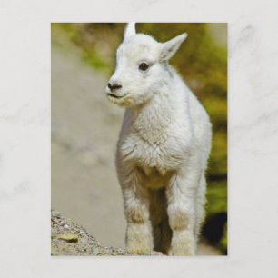 Carte Postale Parc national du Glacier, Montana, USA, Montagne