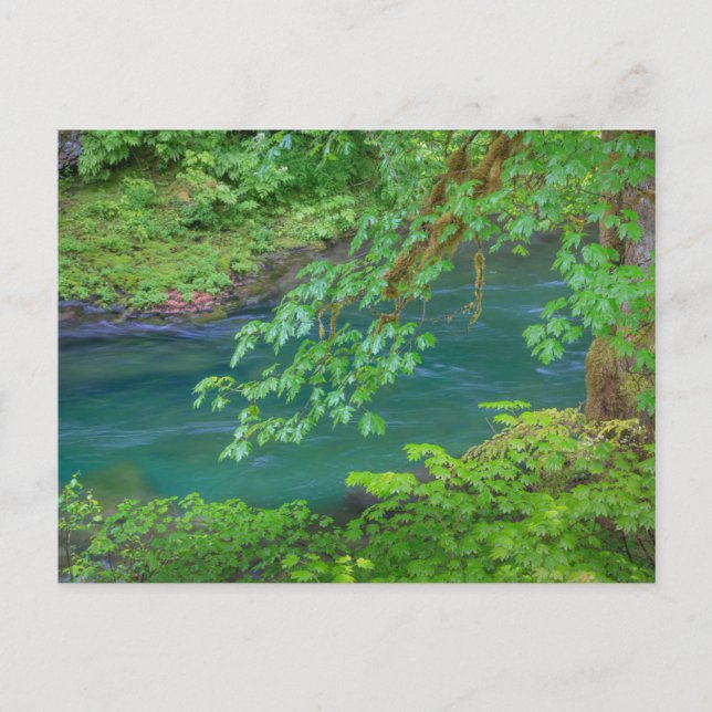 Carte Postale Parc national Olympique, État de Washington (Devant)