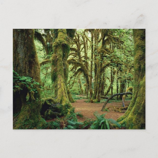 Carte Postale Parc national olympique, WA 2 (Devant)