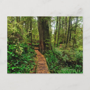 Carte Postale Parc national Pacific Rim, par jour pluvieux d'aut
