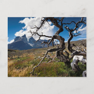 Carte Postale Parc national Torres del Paine, arbres endommagés 