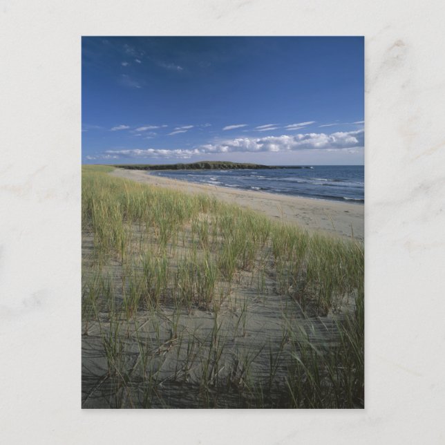 Carte Postale Parc provincial J.T. Chessman, herbe des dunes (Devant)