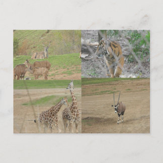 Carte Postale Parc Safari de San Diego