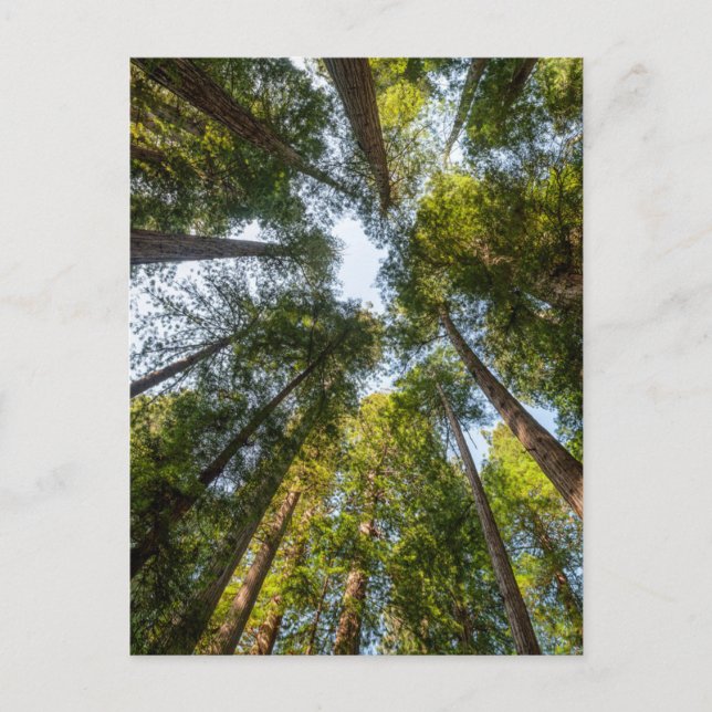 Carte Postale Parcs national et d'État de Redwood, Californie (Devant)