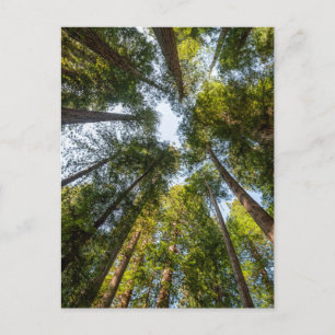 Carte Postale Parcs national et d'État de Redwood, Californie