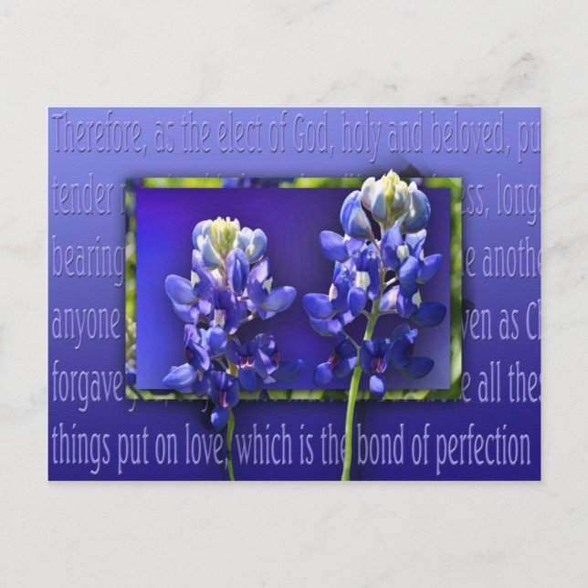 Carte Postale Pardonne-moi (Devant)