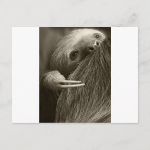 Carte Postale paresse à deux doigts