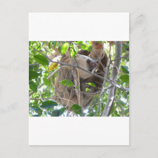 Carte Postale paresseux