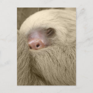 Carte Postale paresseux