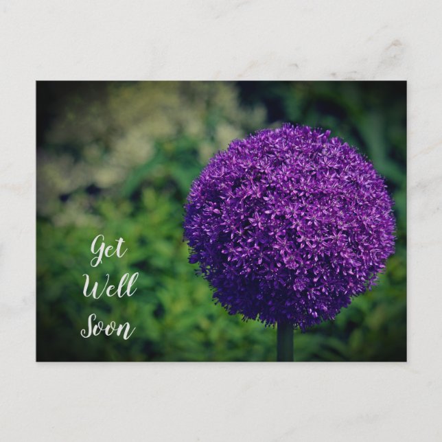 Carte Postale Parfait fleur d'Allium violet pour un prompt rétab (Devant)
