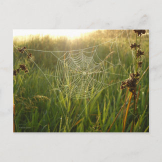 Carte Postale Parfait Spider Web