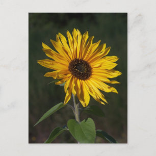 Carte postale Parfaite tournesol