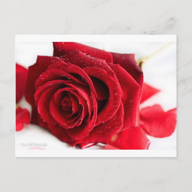 Carte Postale Parfum d'un Rose (Devant)