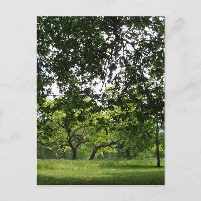 Carte postale Park (Devant)
