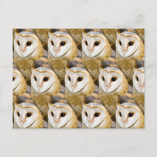 Carte Postale Parlement de chouettes effraies