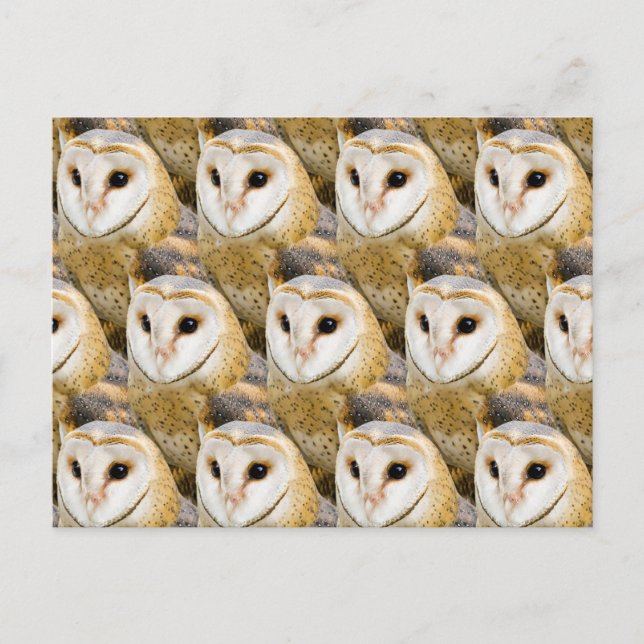 Carte Postale Parlement de chouettes effraies (Devant)