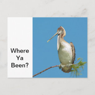 Carte Postale Parler de Pélican