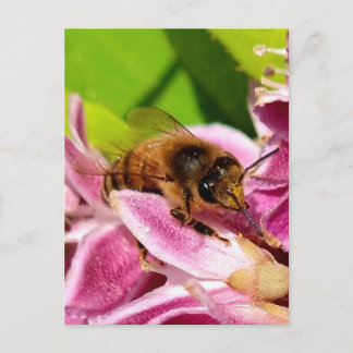 Carte Postale Parmi les fleurs – Abeille sur une fleur rose Post