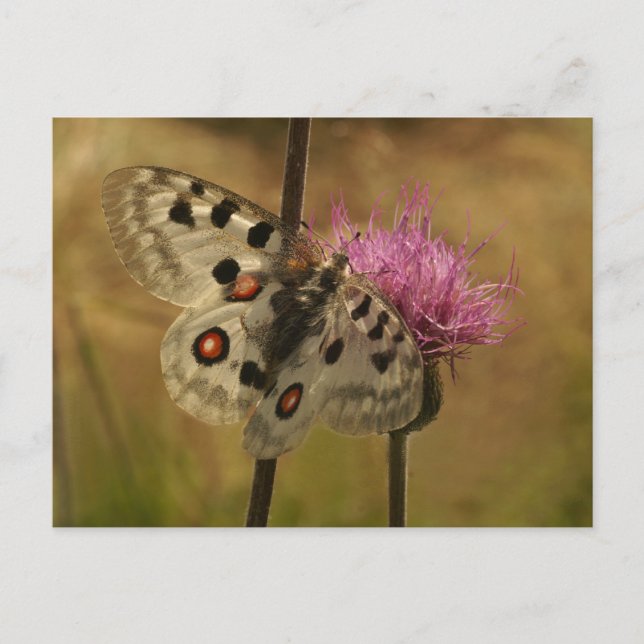 Carte Postale Parnassius apollo (Devant)