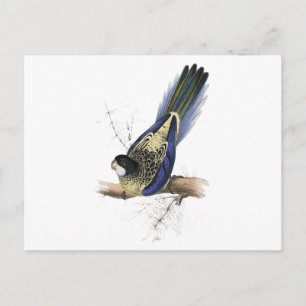 Carte Postale Parrakeet Brown par Edward Lear