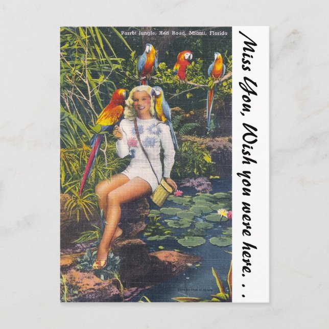 Carte Postale Parrot Jungle, Miami, Floride (Devant)