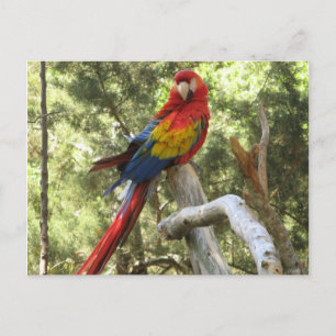 Carte Postale Parrot Oiseau Rouge Macaw Joli