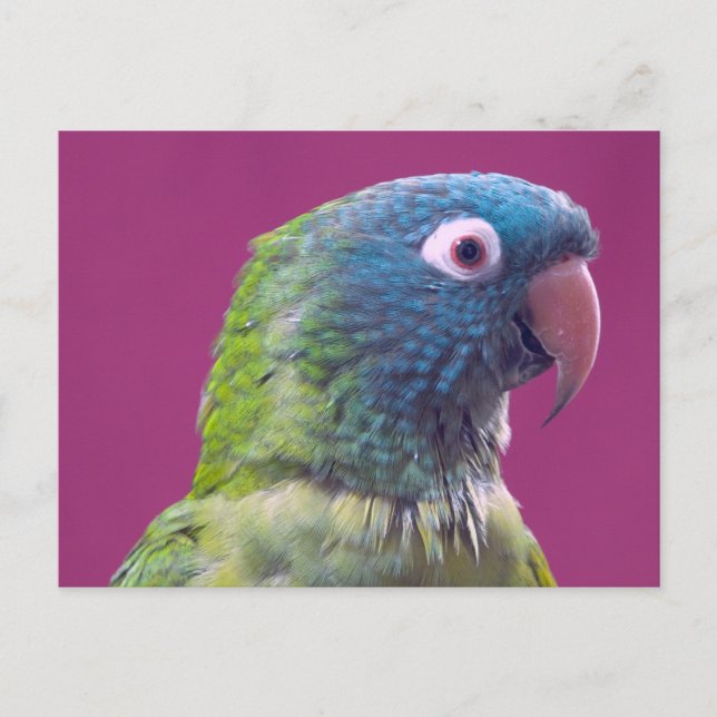 Carte Postale Parrot Post Card (Devant)