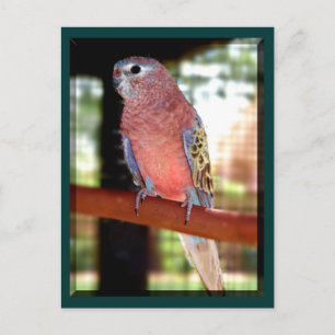 Carte Postale parrot postcards