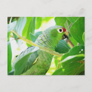 Carte Postale Parrot, Rio Chagres, Panama