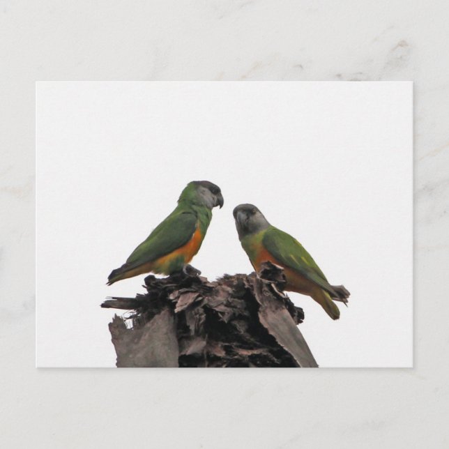 Carte Postale Parrots du Sénégal (Devant)