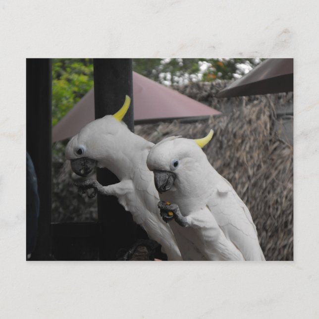 Carte Postale Parrotter (Devant)