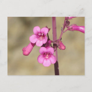 Carte Postale Parry's Penstemon