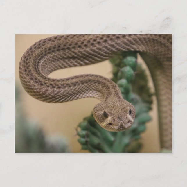 Carte Postale Pars, Yea ! (Devant)