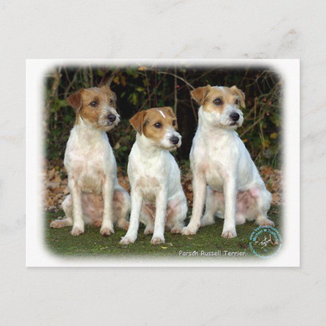 Carte Postale Parson Russell Terriers 9T016D-332 (Devant)