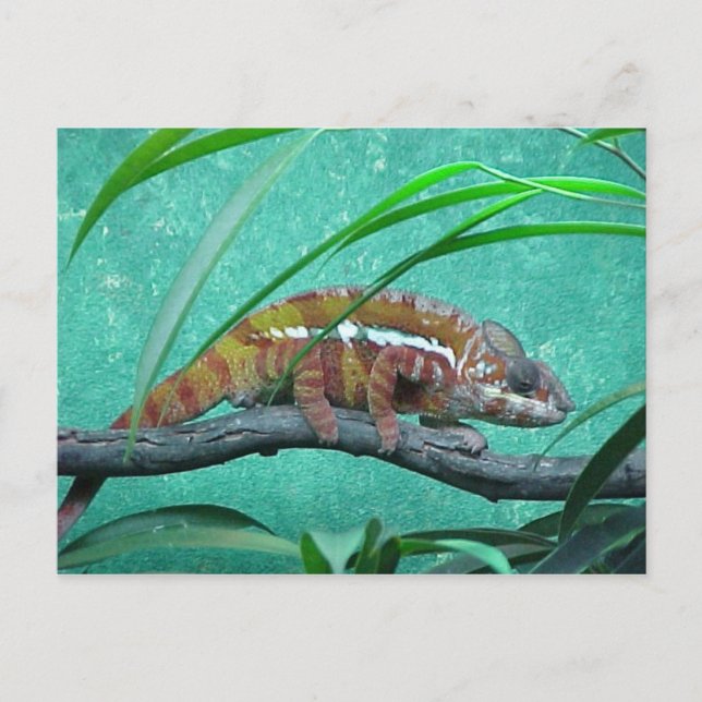 Carte postale "Parson's Chameleon" (Devant)