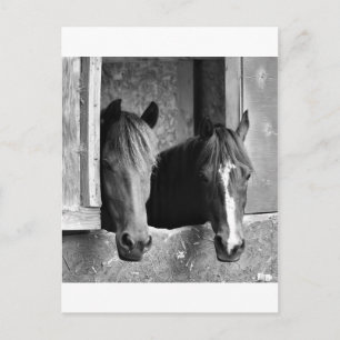 Carte Postale Partenaires stables
