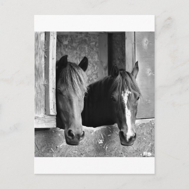 Carte Postale Partenaires stables (Devant)