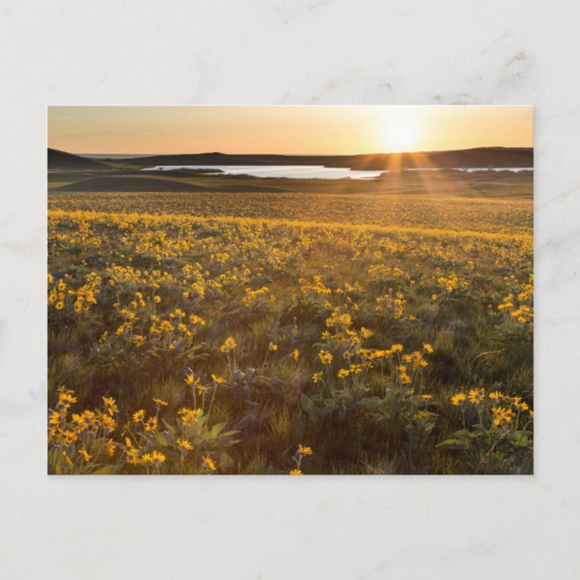 Carte Postale Parterre de fleurs sauvages de Balsamroot à feuill (Devant)
