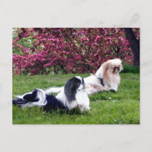 Carte Postale Parti-color Pekingese Dogs