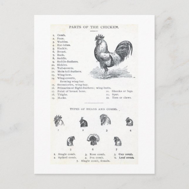 Carte Postale Parties du poulet (Devant)