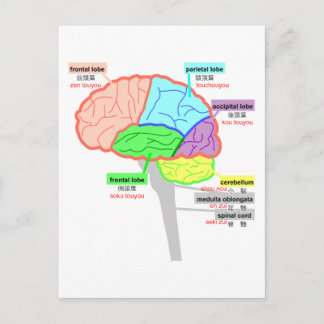 Carte Postale parties simples du cerveau japonais